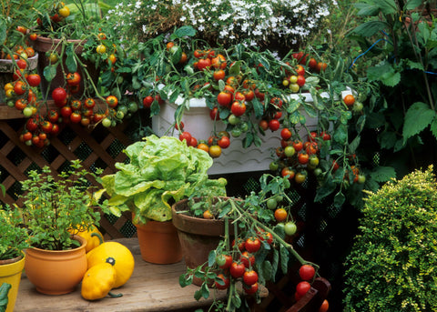 pictures of vegetables growing on a balcony