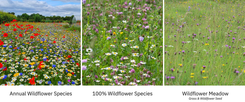 Different types of british wildflower meadows