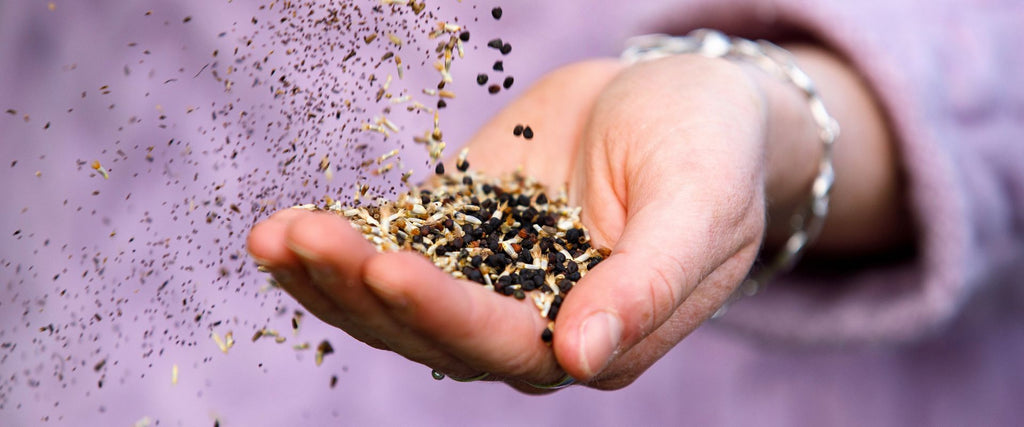 Wildflower seeds in a hand