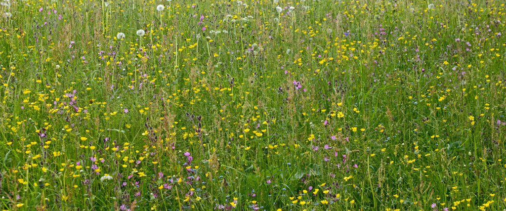 perennial wildflower meadow