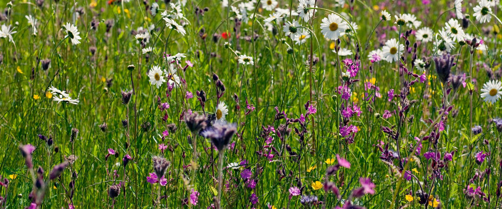 oxeye daisies and red campion