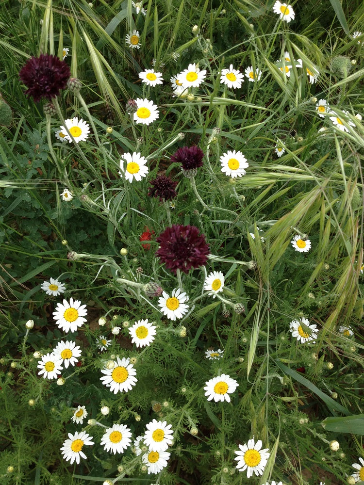 Annuals In Italy