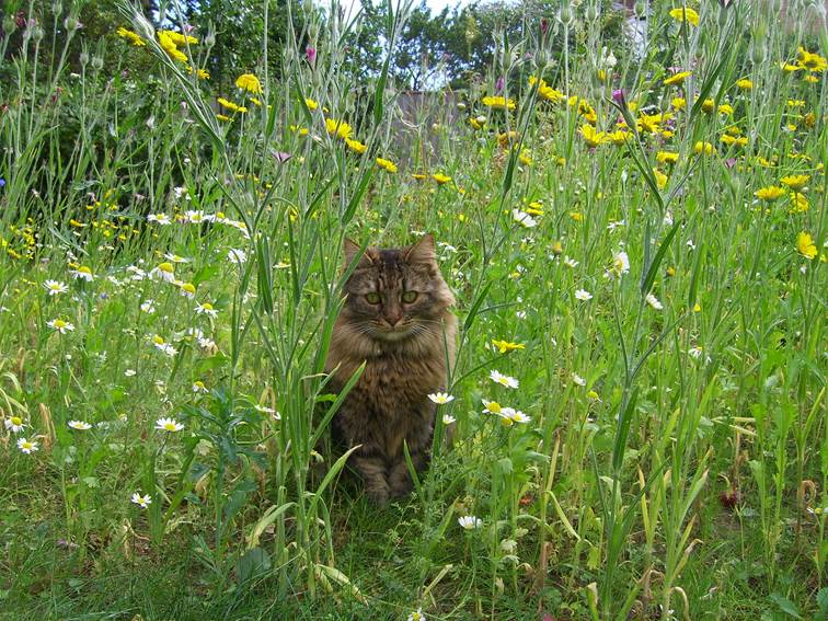 cat in meadow