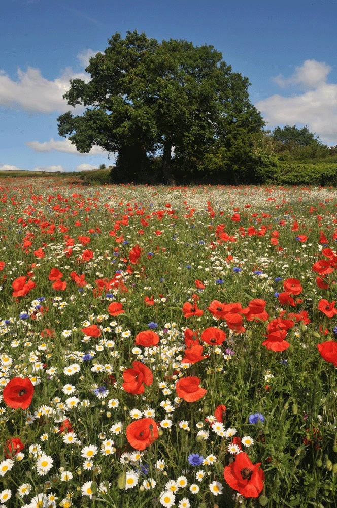 Create A Meadow