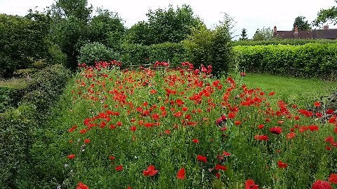 Field Poppies