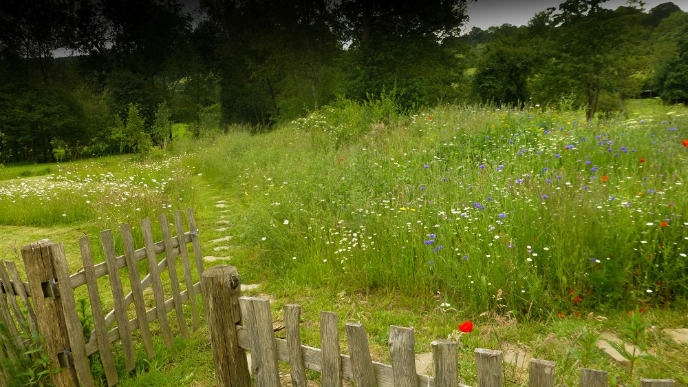 Cornfield Annuals