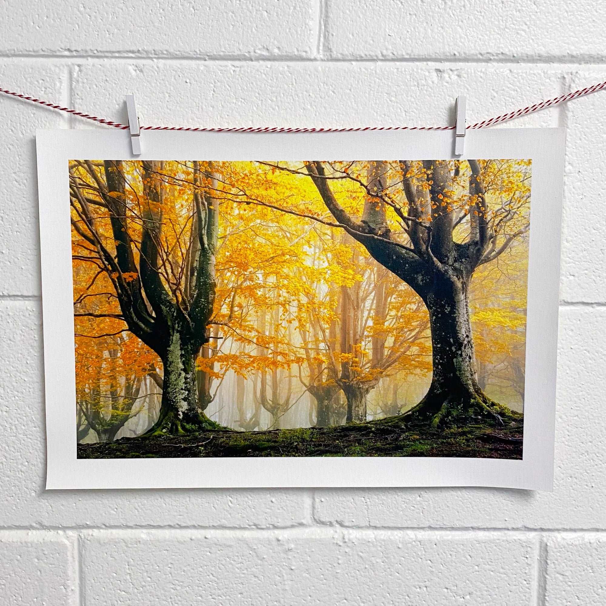 6x8 Loose Canvas Prints