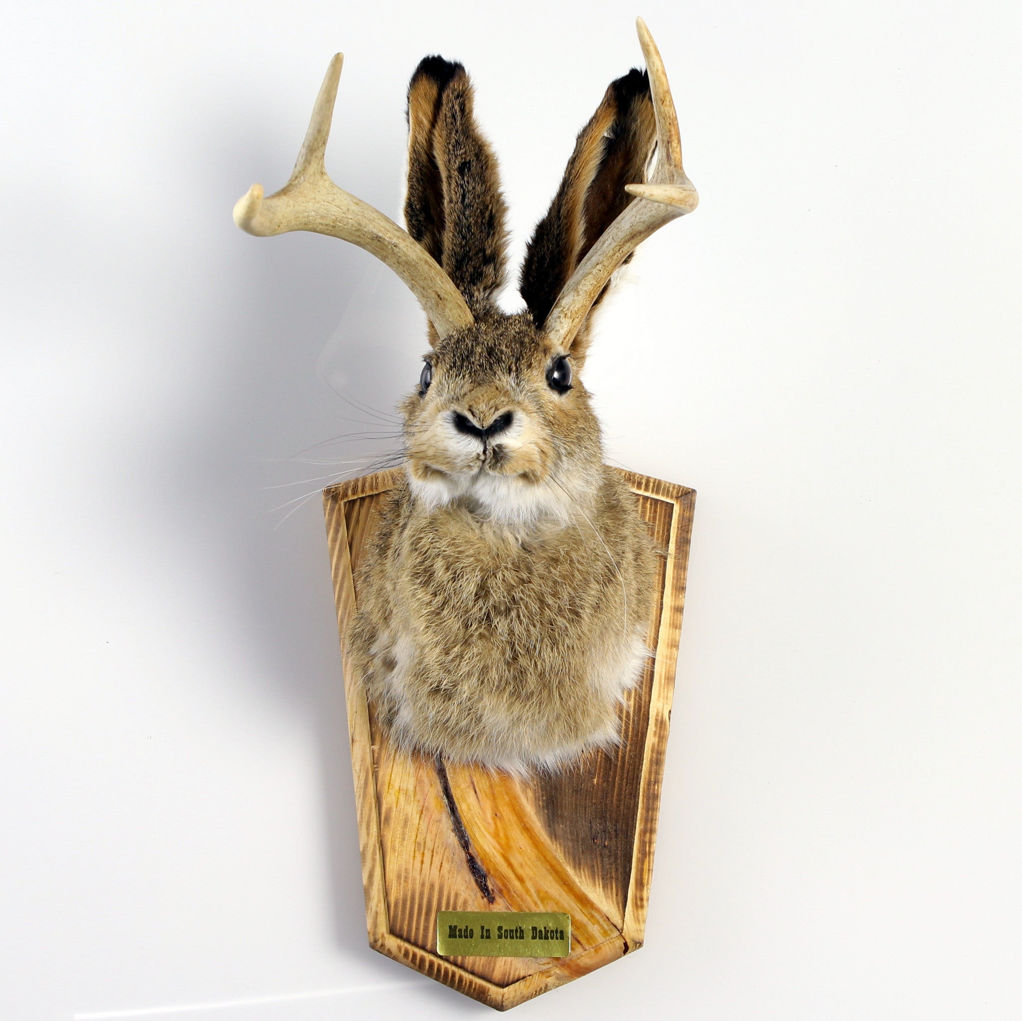  Jackalope Head Mount 