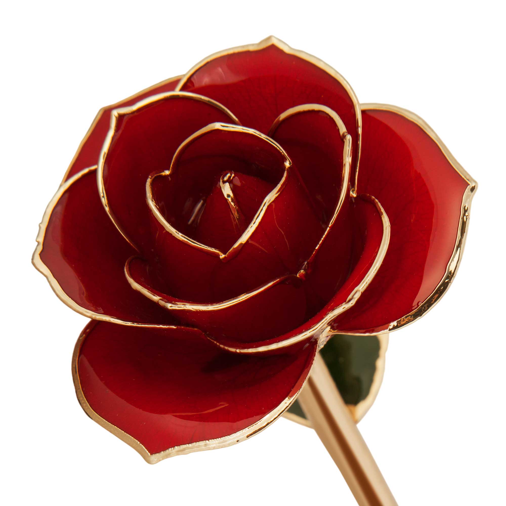  Ravishing Red 24K Gold Dipped Rose 