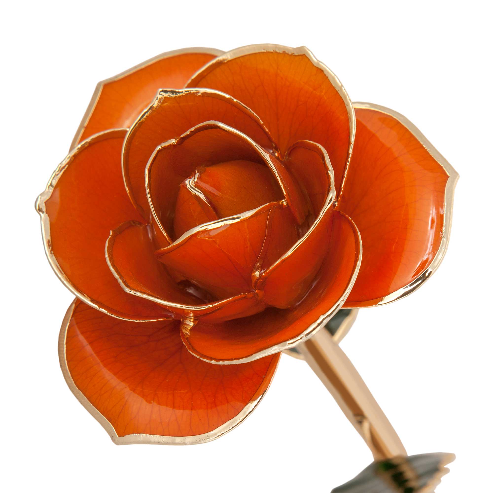  Juicy Orange 24K Gold Dipped Rose 