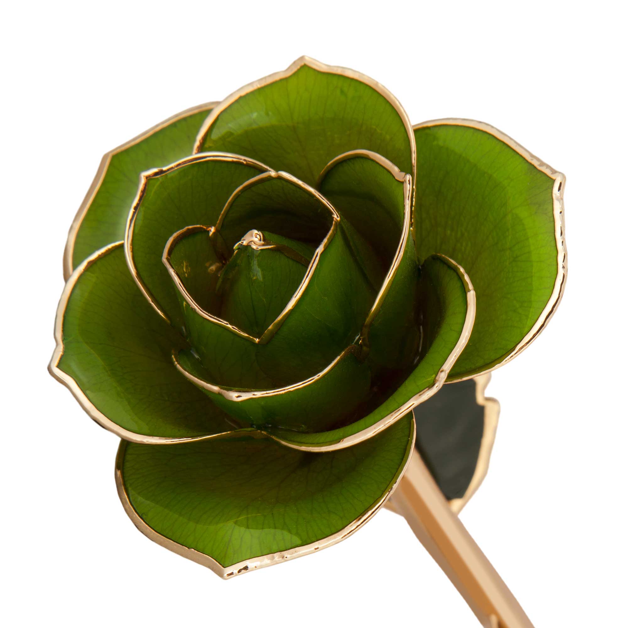  Mossy Green 24K Gold Dipped Rose 