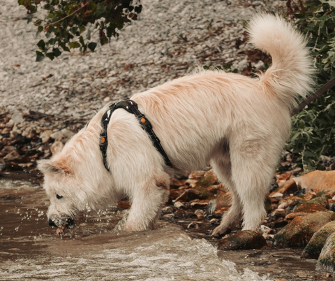 Le coussinet du chien : qu'est-ce que c'est ?