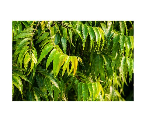 Ashoka Tree - TheAkalmandGift