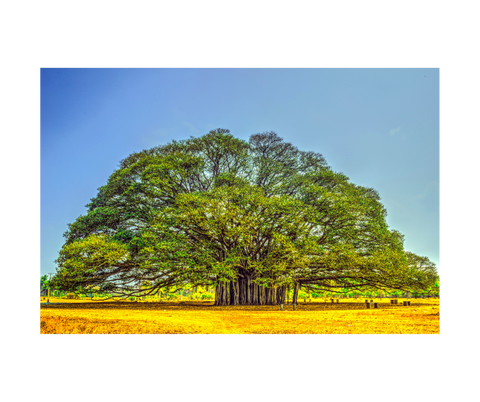 Banyan Tree - TheAkalmandGift
