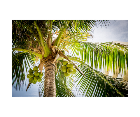Coconut Tree - TheAkalmandGift