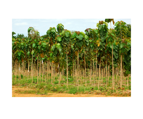 Teak Tree - TheAkalmandGift