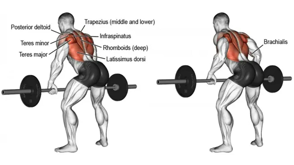 How to Do a Chest Supported Row: Form, Muscles Worked, and Alternatives