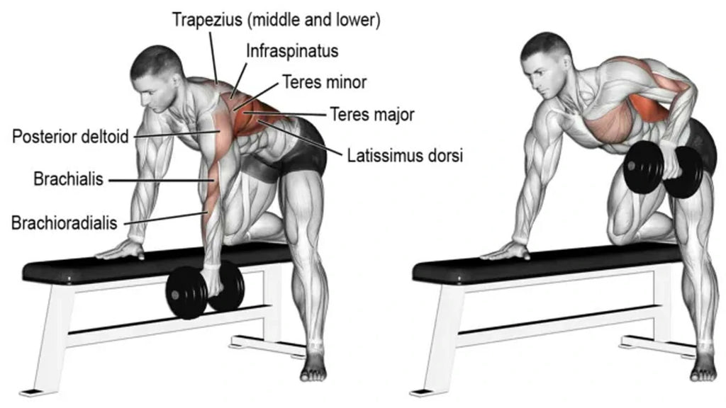 Benefits of Chest Supported Row