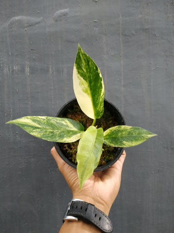 anthurium hookeri yellow variegated, anthurium hookeri aurea