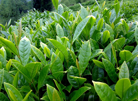 Una imagen de una planta de té con hojas verdes hecha para hacer té verde.