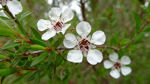 Una imagen de las flores blancas de un árbol de té.