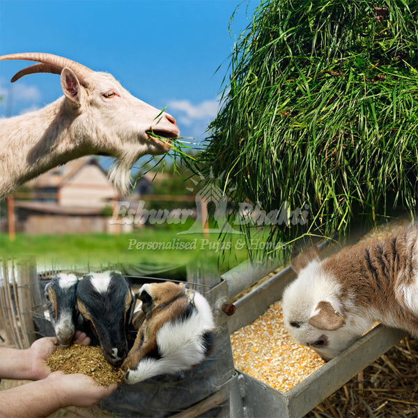 my farm 2 goat feed