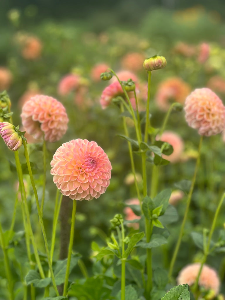 Our dahlia garden - Dahlia L.A.T.E.