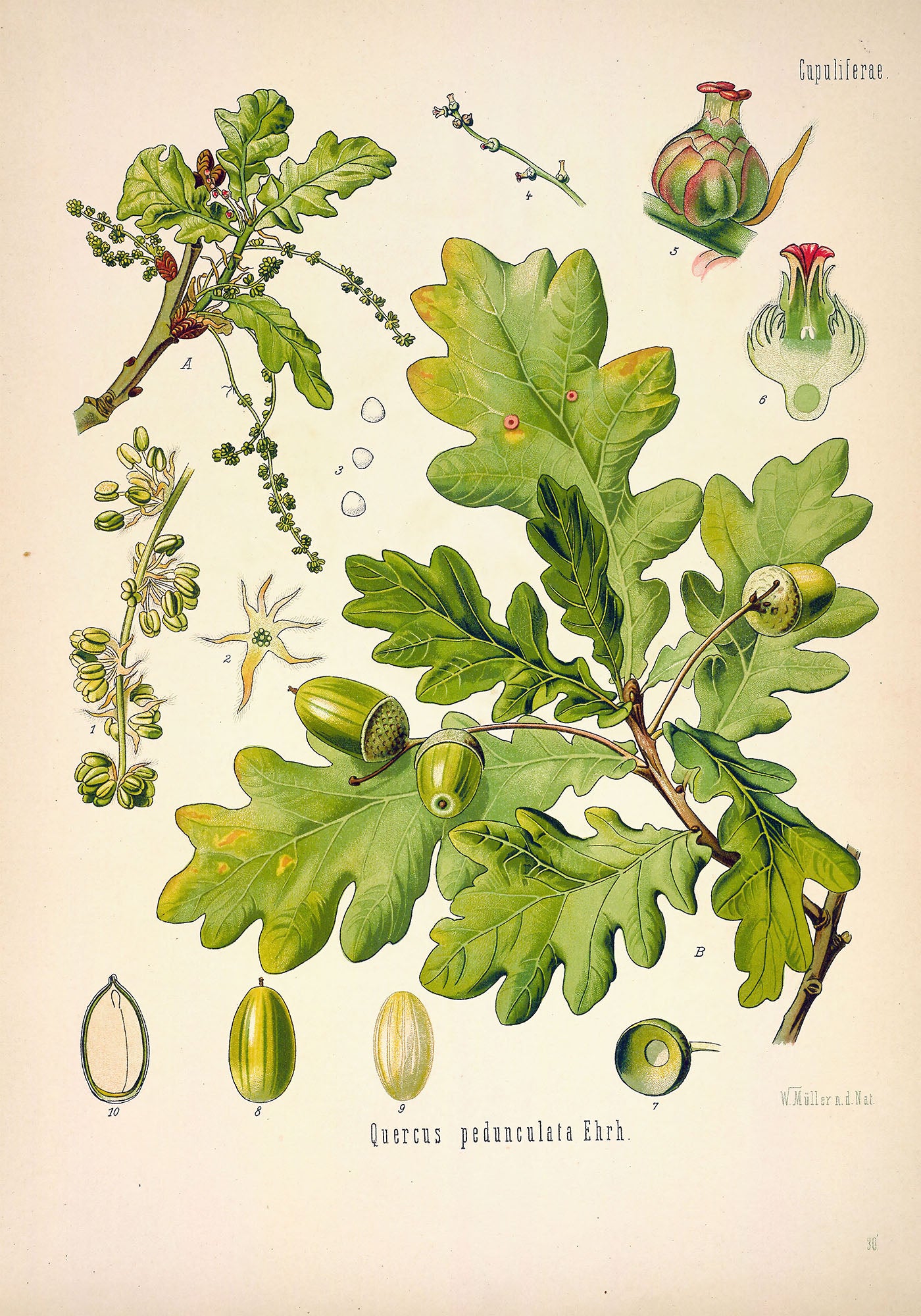 Quercus robur L