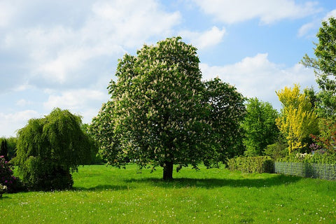 CHATAIGNIER-KESTEN-CHESTNUT