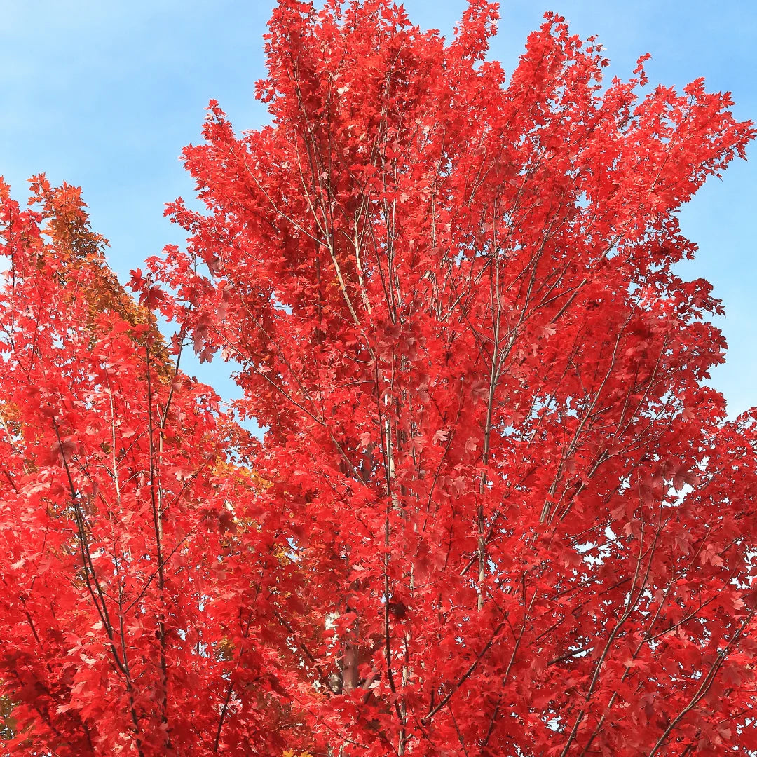 Redpointe® Maple Tree