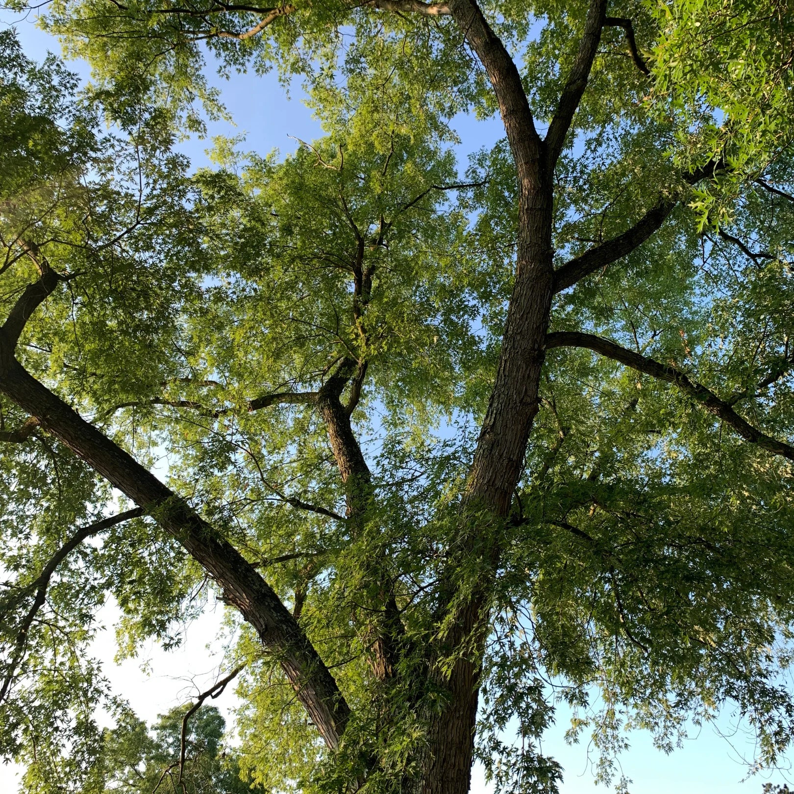 Silver Maple Tree