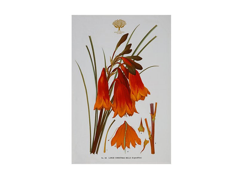 Royal Botanic Gardens Australian Botanics Tea Towel 50x70cm Christmas Bells