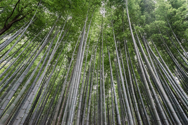 BOSQUE DE BAMBÚ