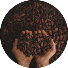 Cacao Beans