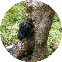 Chaga mushroom