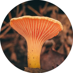 Chantarelle mushroom