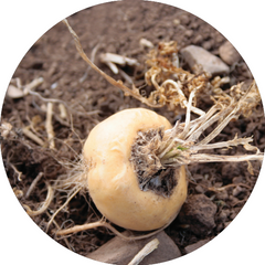 yellow maca root