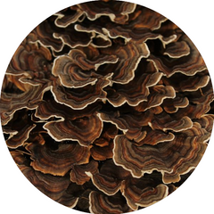 Turkey Tail Mushroom