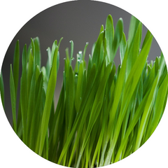 Wheatgrass