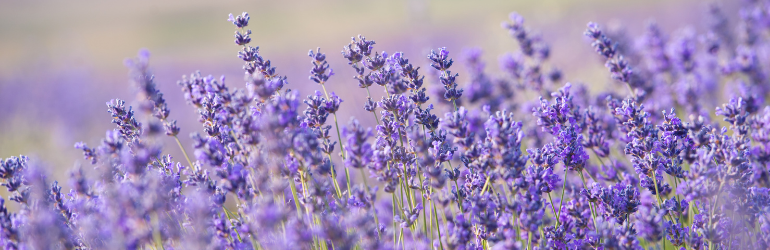 Lavender flowers sit in a lavender field, blowing in the wind.