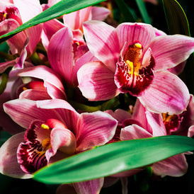 Orchid.jpg__PID:c60e80d8-f03d-4d09-94ee-607a13742a24