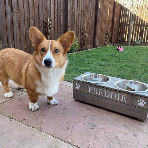 Personalised Pet Feeder