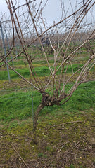 Vine that has not been crown cleared - grapevine pruning
