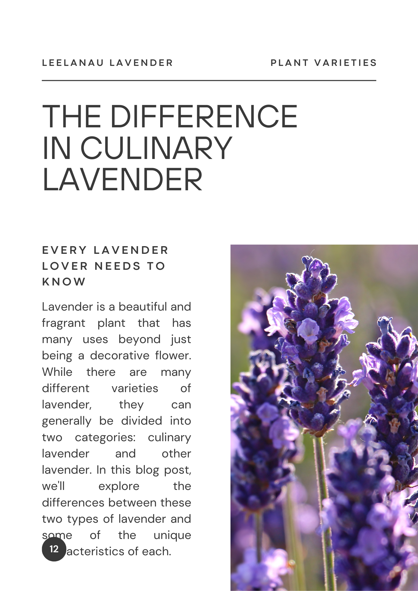 THE DIFFERENCE IN CULINARY LAVENDER AND REGULAR