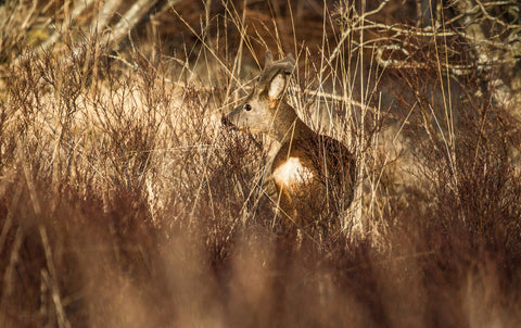 Roe deer in velvet Scotland