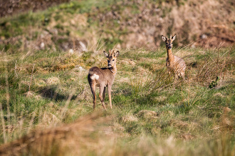 Roe deer Photo Copyright Linda Mellor