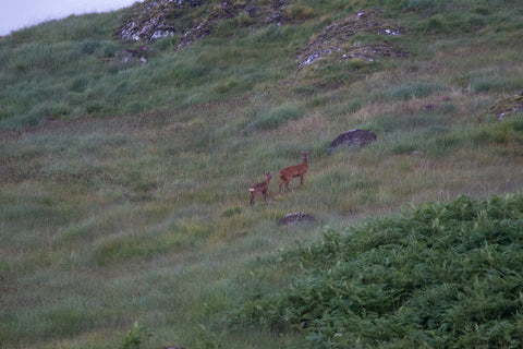 Roe deer 