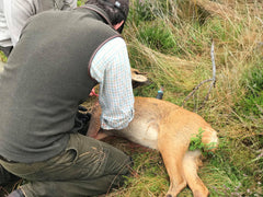 hunting roe deer craftmanship scotland 