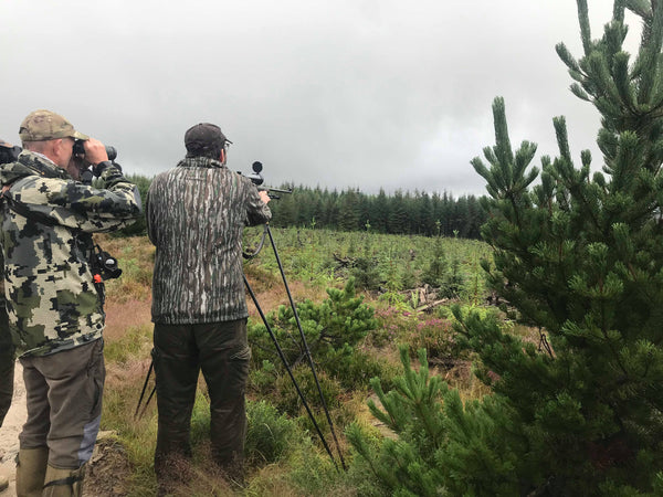 Roe deer stalking Scotland