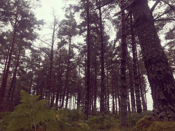 Woodland pine